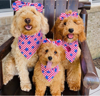 Doodle Breeds Puppies For Sale Premier Pups