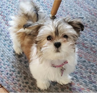 Designer Breeds Puppies For Sale Premier Pups