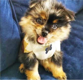 Purebred Breeds Puppies For Sale Premier Pups