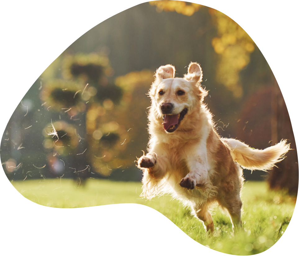 Pawsome Pet Food dog in a box