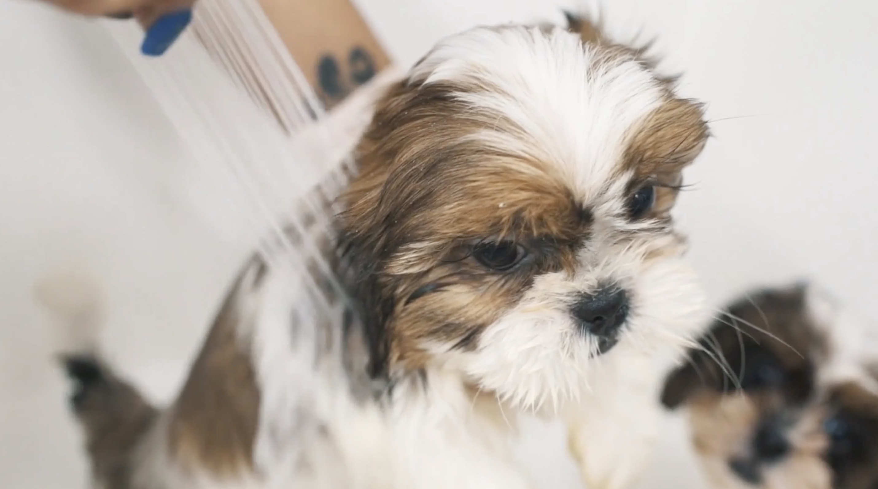 Coordinated puppy health care approach from breeding through placement
