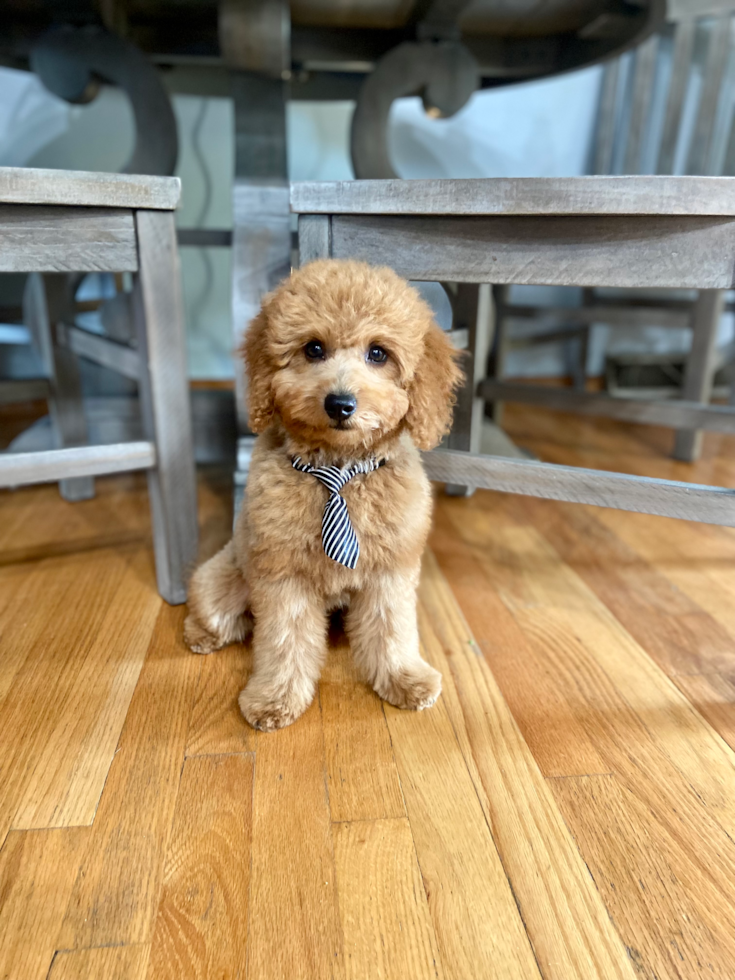 Happy, healthy Premier Pups puppy