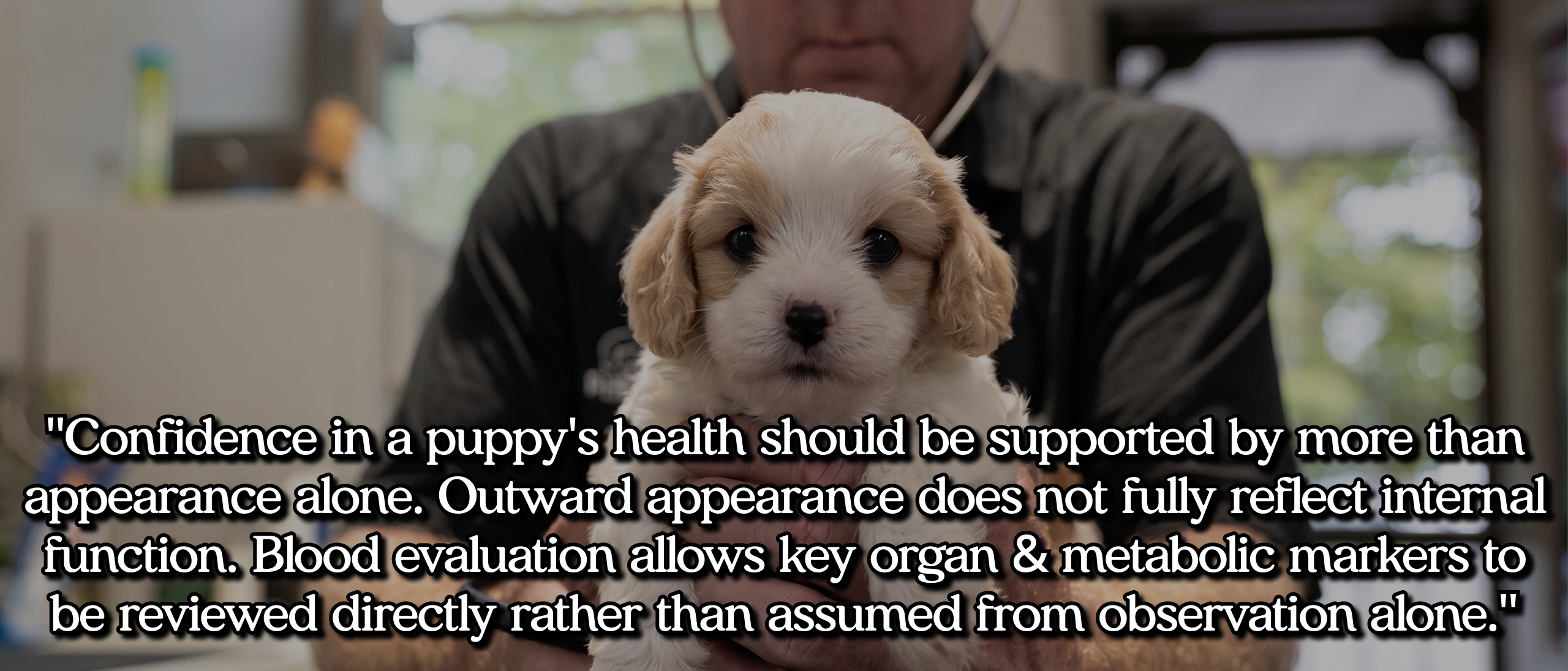 Confidence in a puppy