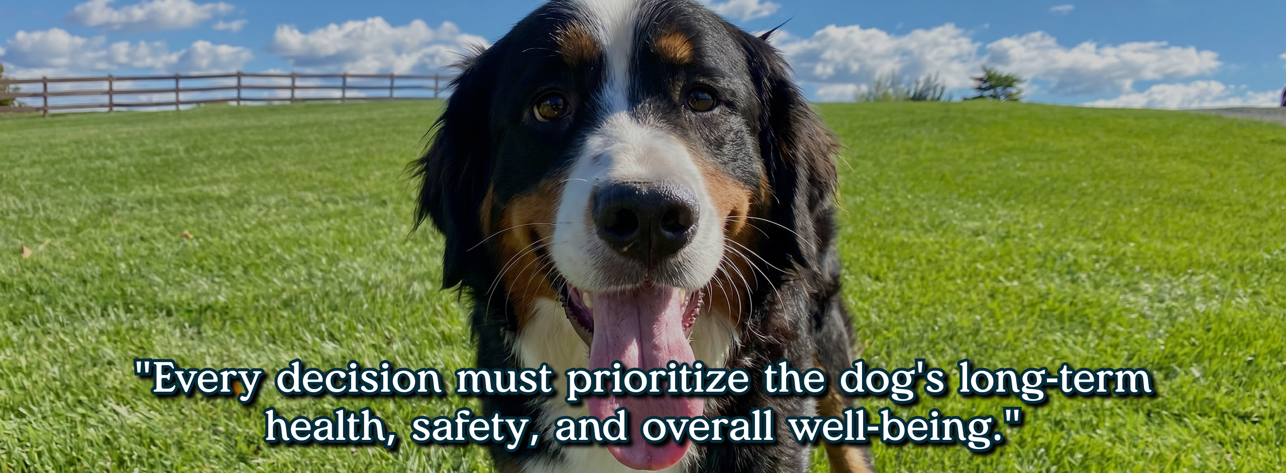 Every decision must prioritize the dog