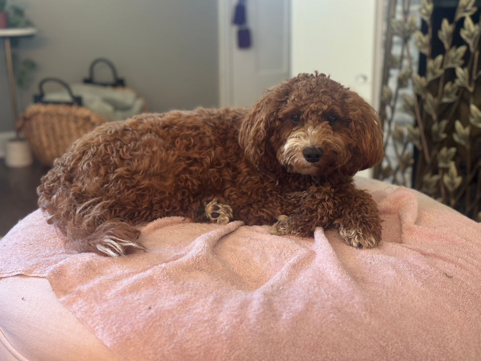 Mini Irish Doodle Being Cute