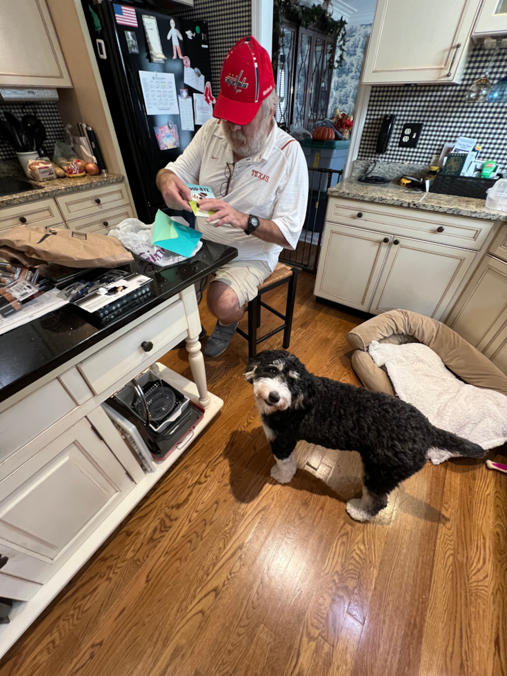 Mini Bernedoodle Being Cute