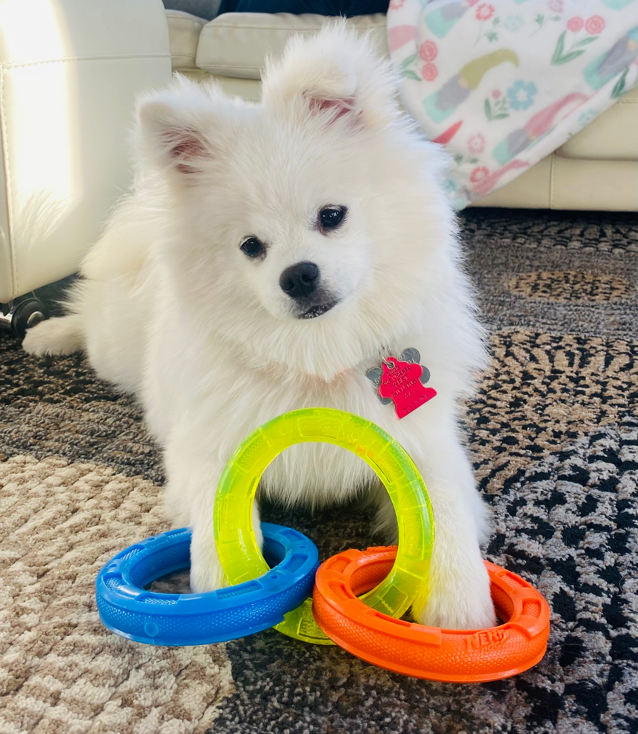 Best Pomsky Baby