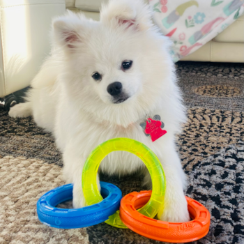 Sweet Pomsky Pup in