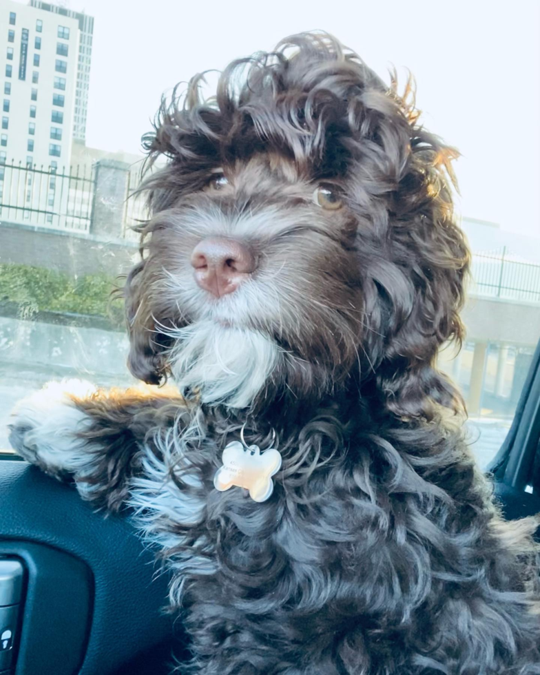 Kansas City Cockapoo Pup