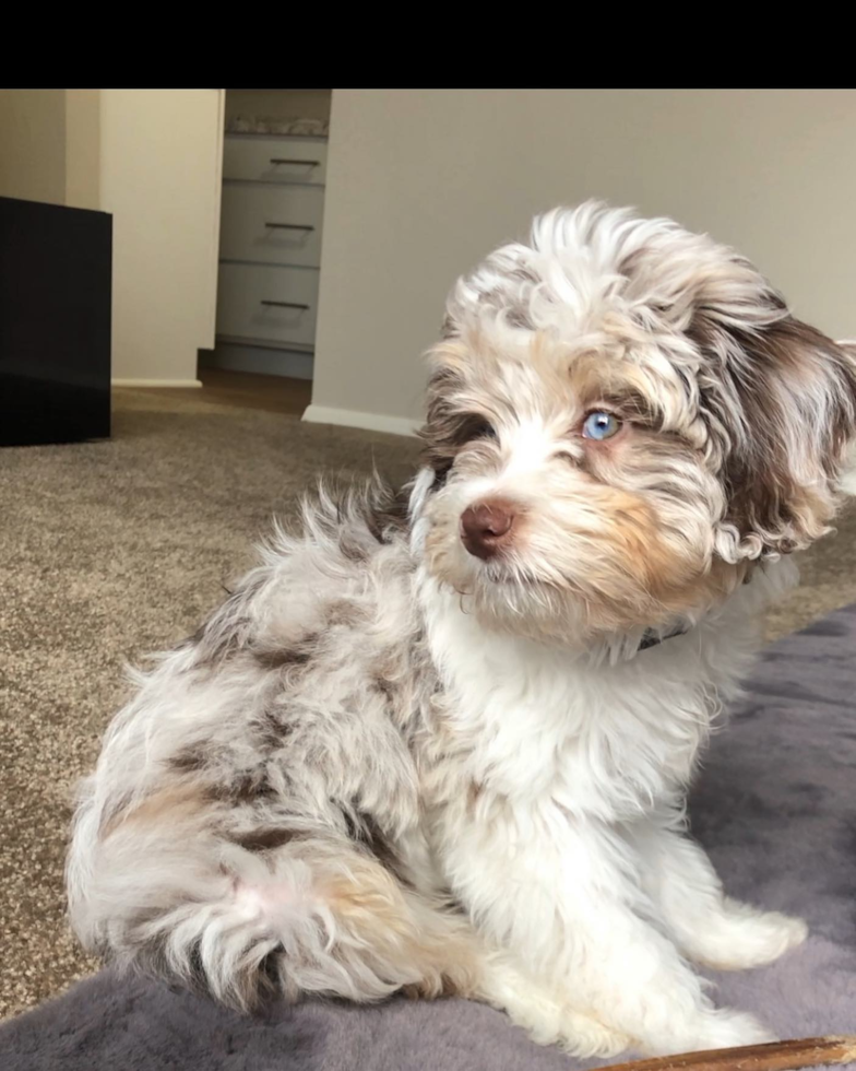 Happy Mini Aussiedoodle Pup