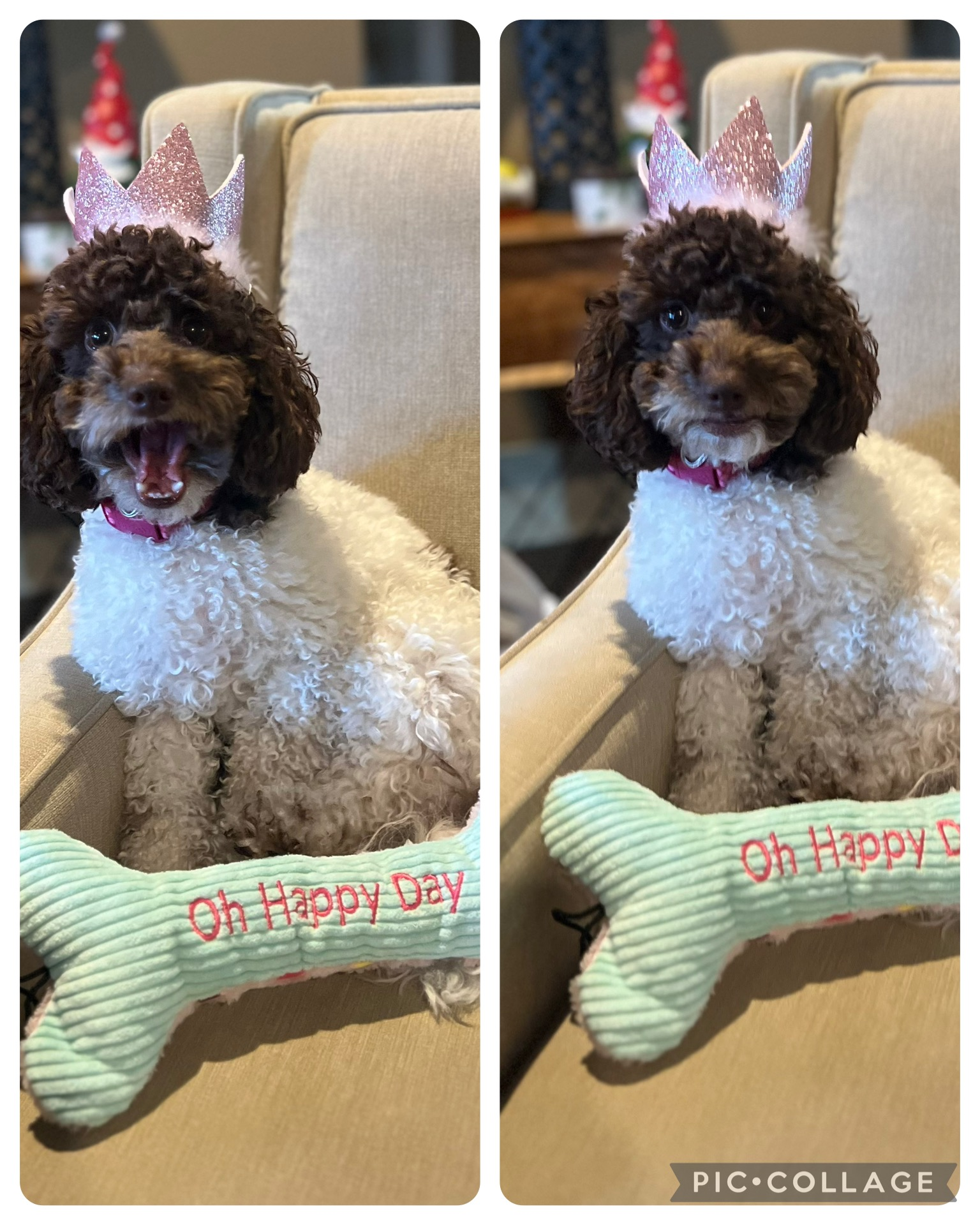 Cockapoo Puppy for Adoption