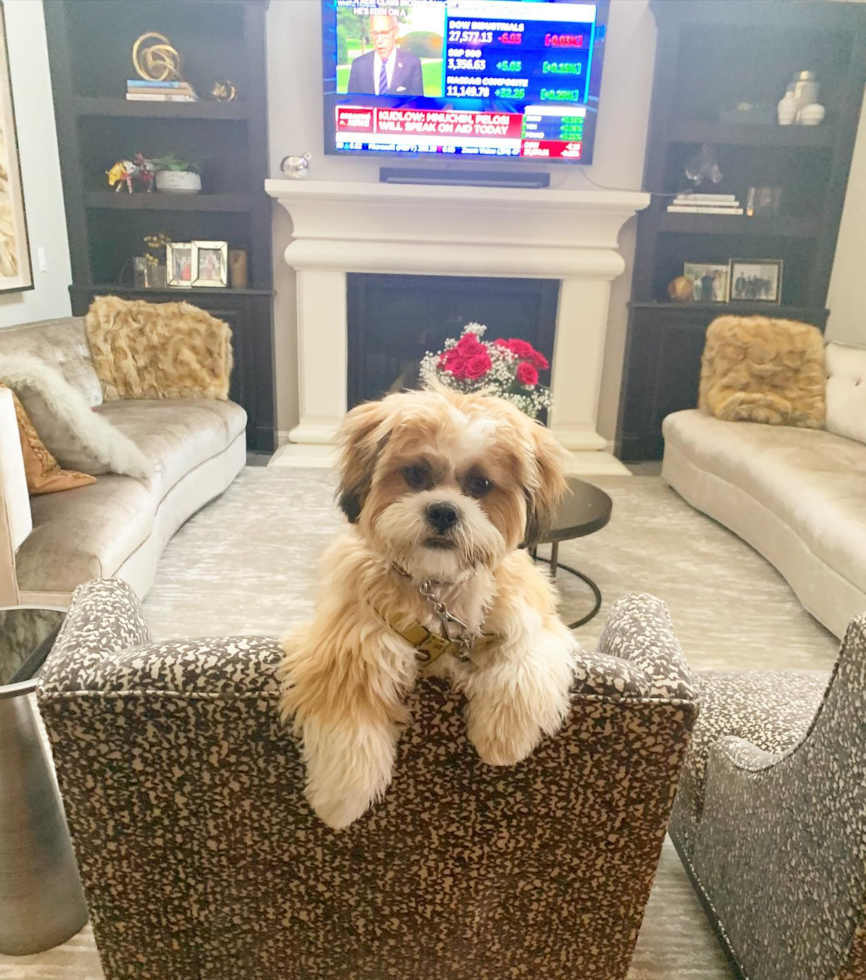 Fluffy Shih Tzu Pup in Lake Forest CA