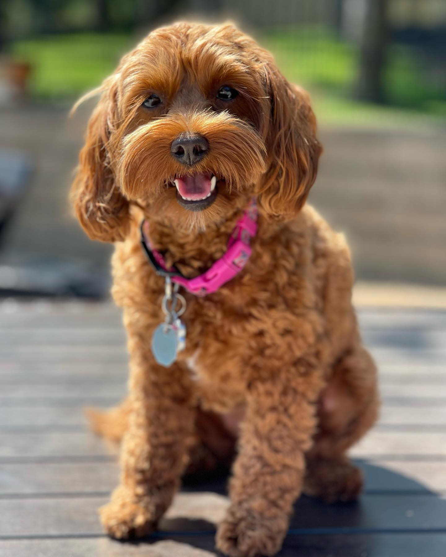 Mini Labradoodle Pup Being Cute