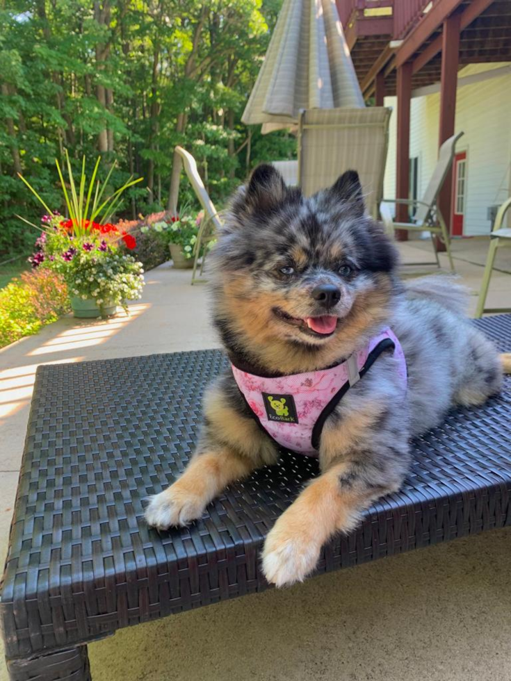 Friendly Pomeranian Purebred Pup