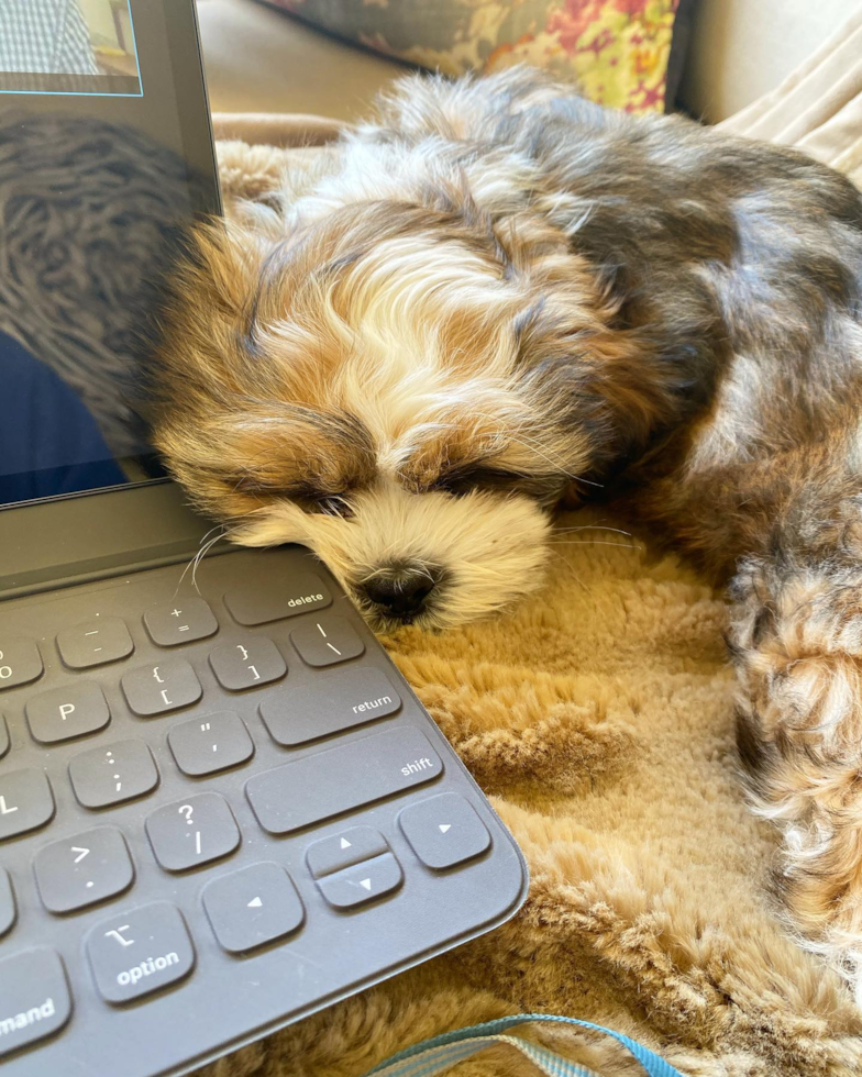 Playful Shih Tzu Purebred Pup
