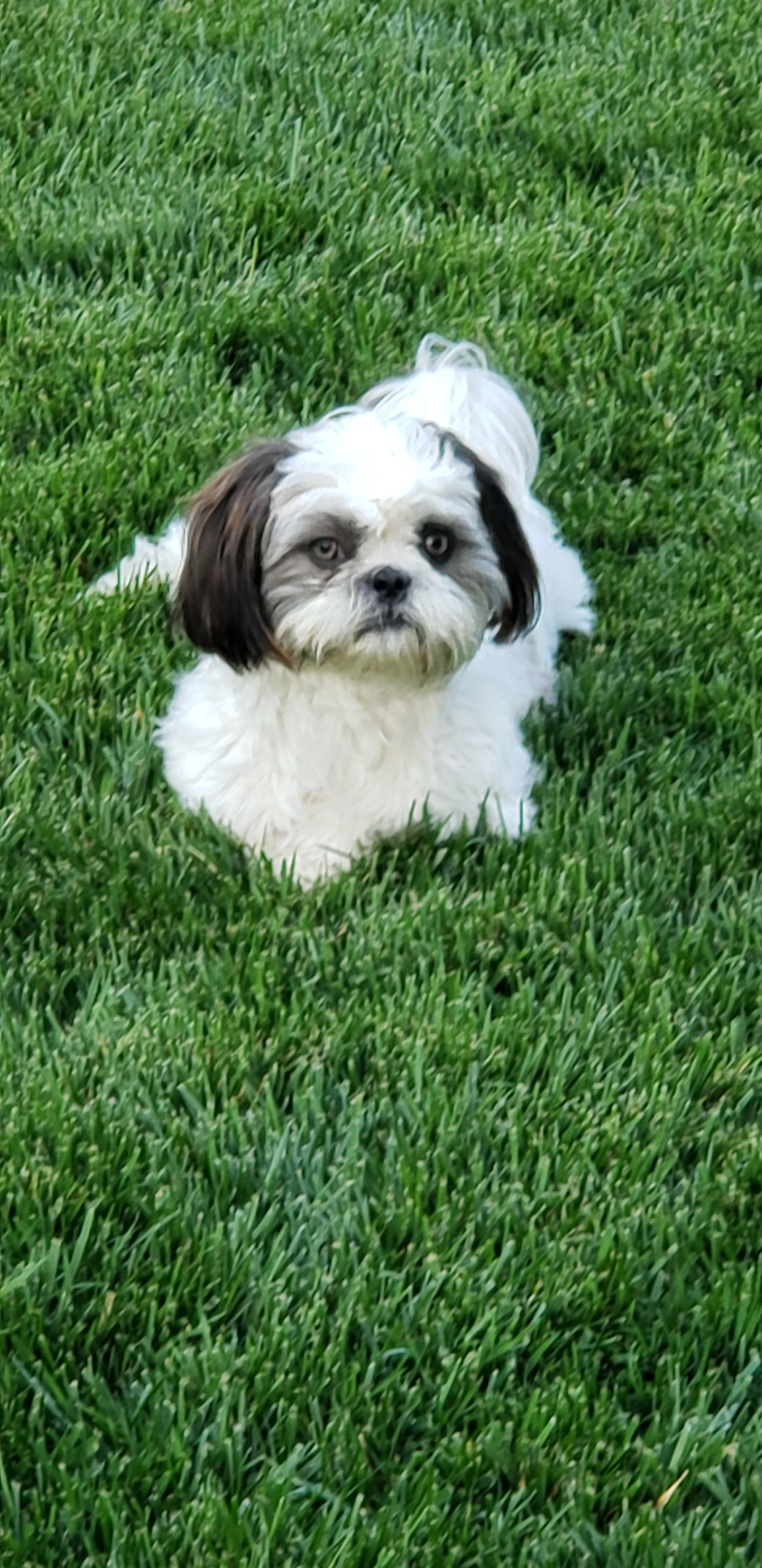 Playful Shih Tzu Purebred Pup