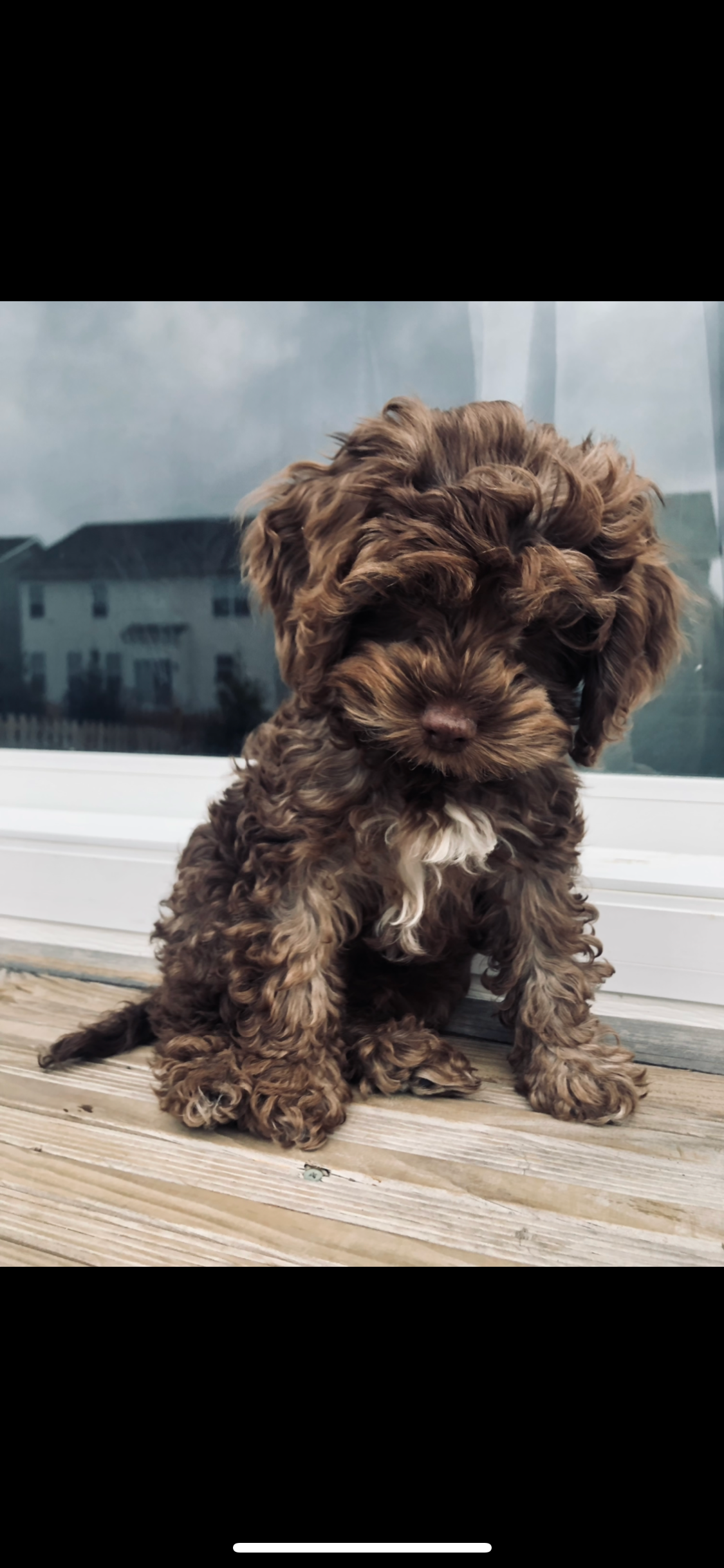 Happy Cockapoo Baby