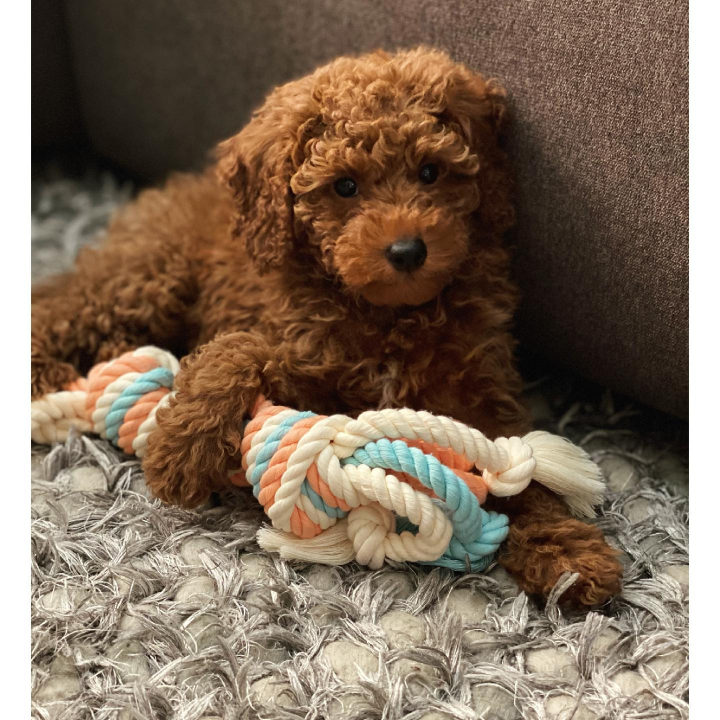 Happy Mini Goldendoodle Baby