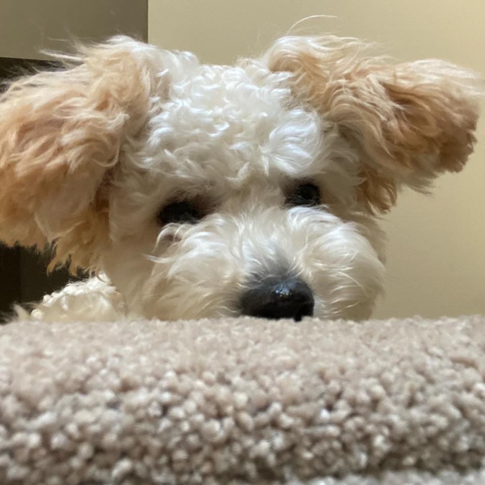 Funny Poochon Poodle Mix Pup