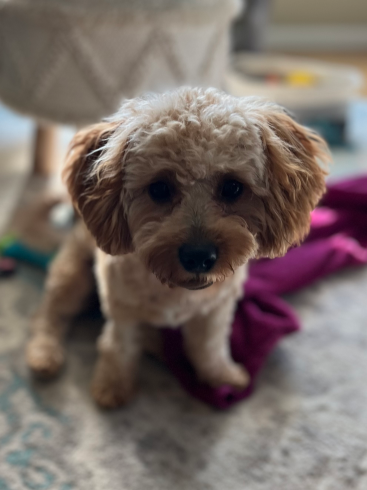 Smart Cavapoo Poodle Mix Pup