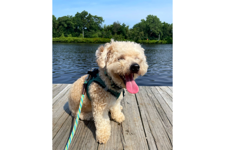 Yorkie Chon Puppy for Adoption