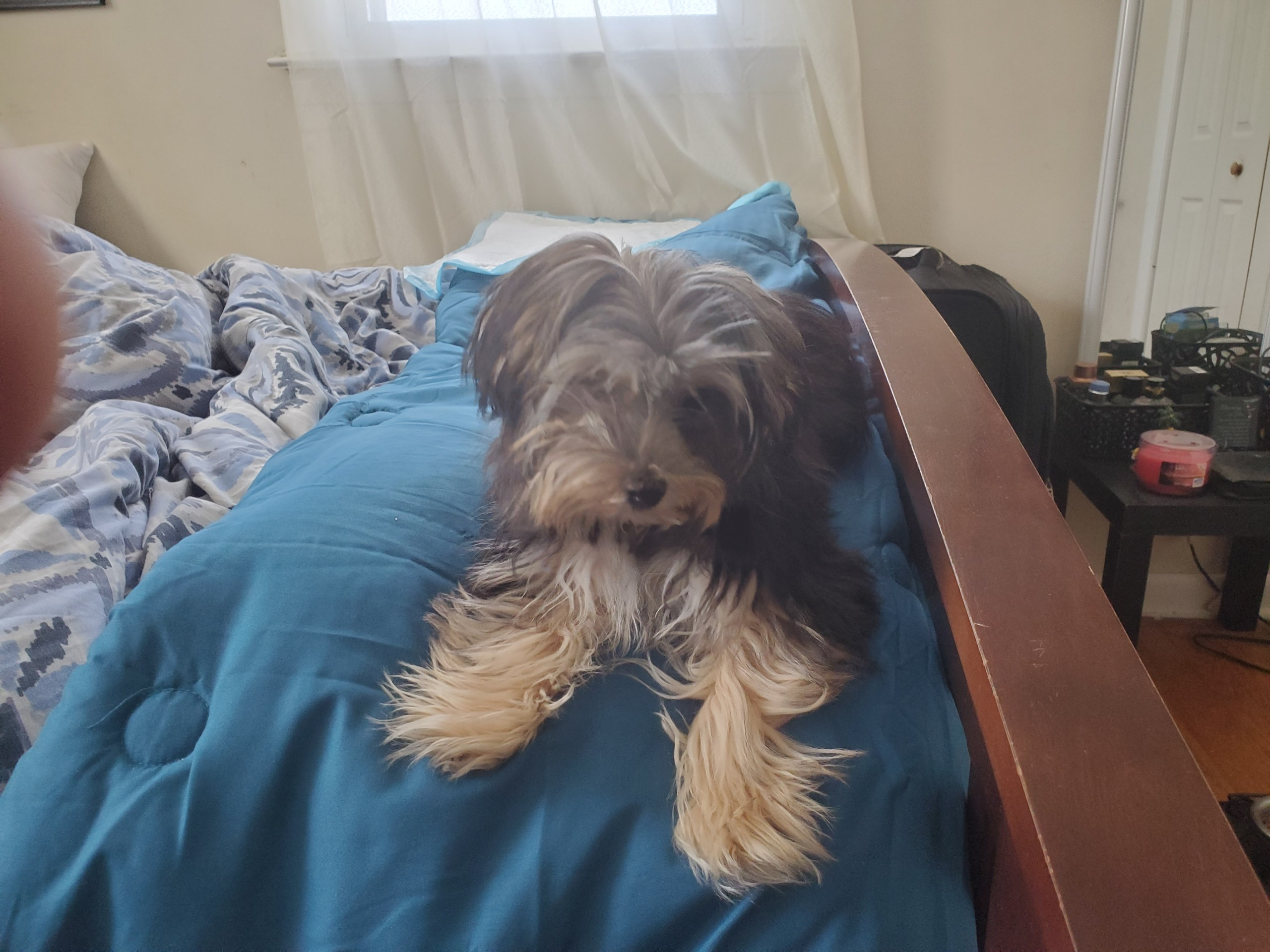 Yorkie Chon Puppy for Adoption
