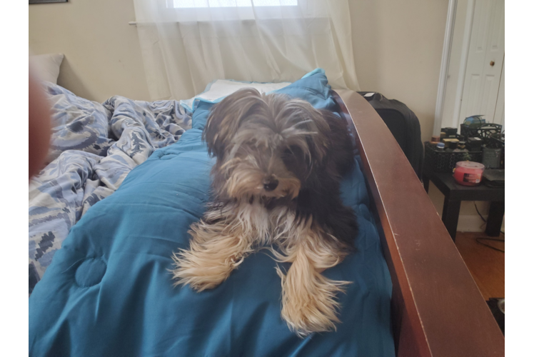 Yorkie Chon Puppy for Adoption