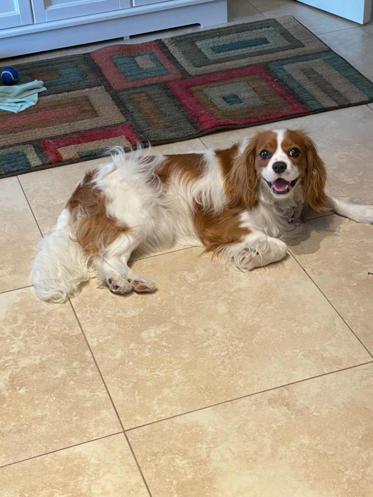 Staten Island Cavalier King Charles Spaniel Pup