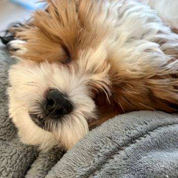 Playful Shih Poo Poodle Mix Pup