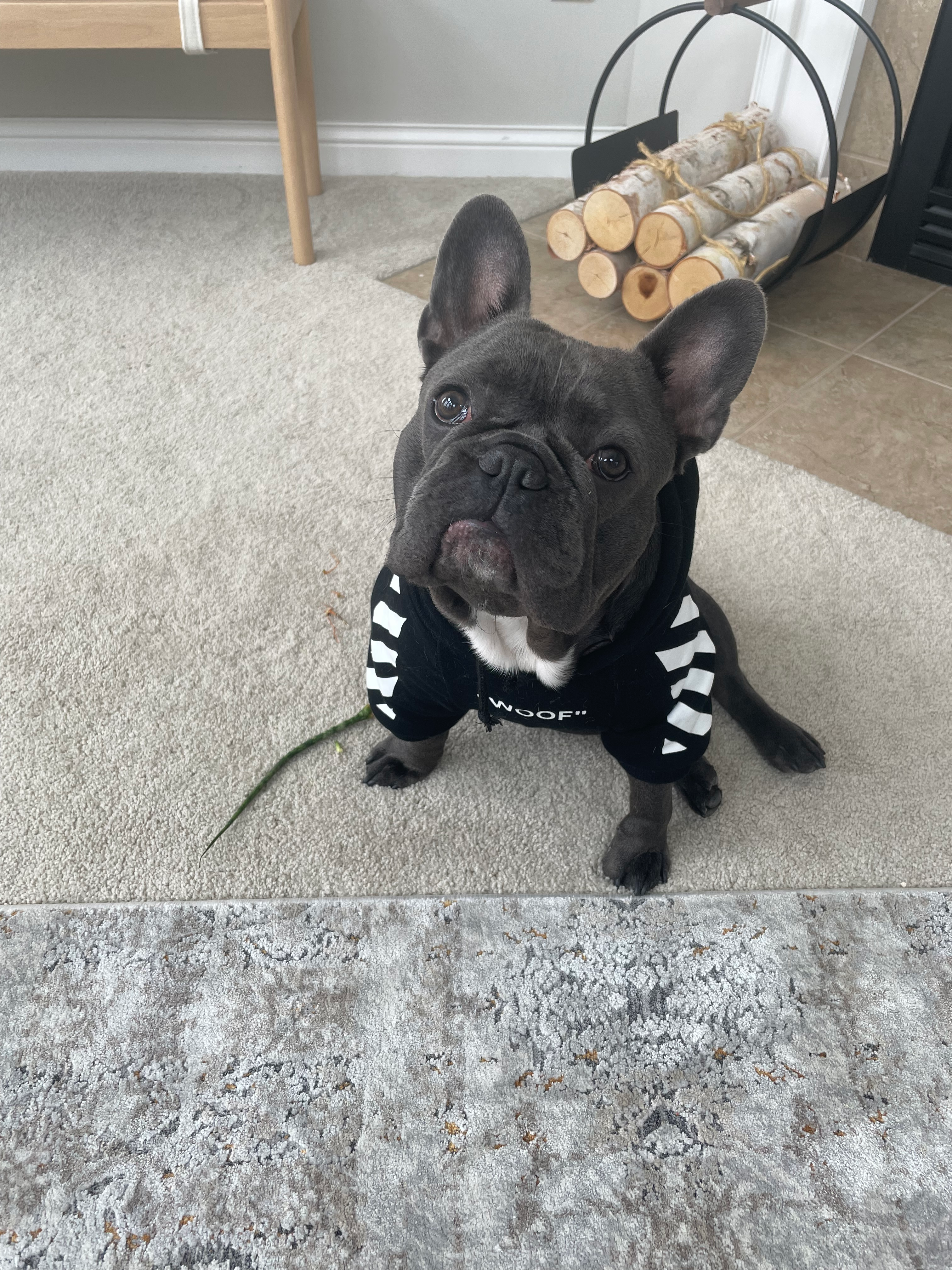 Fluffy Frenchie Purebred Puppy