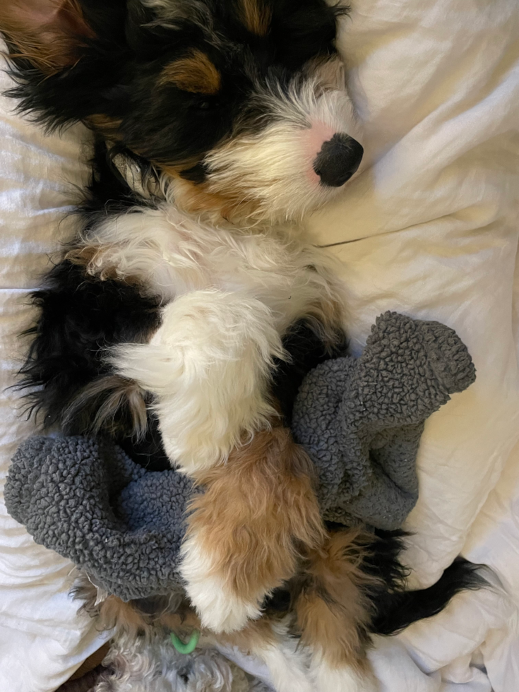 Playful Bernadoodle Poodle Mix Pup