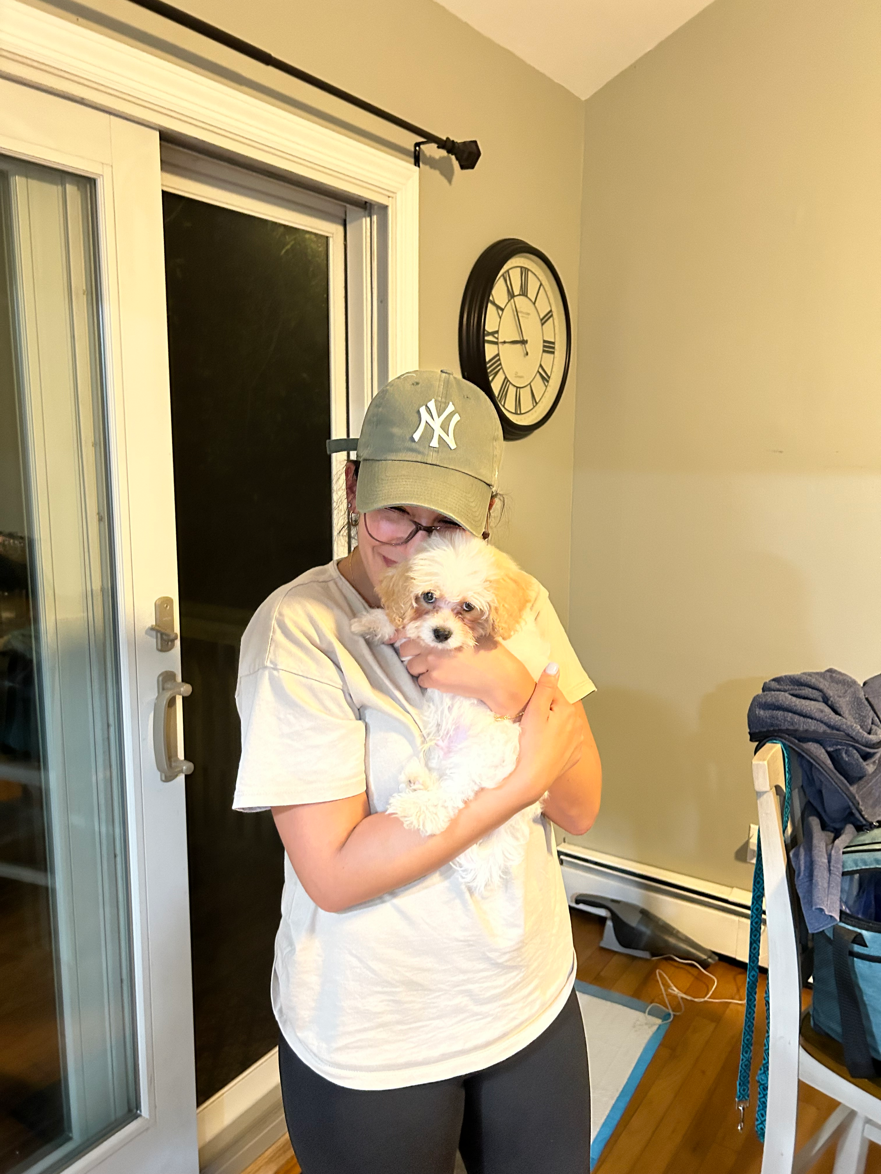 Cavapoo Puppy for Adoption