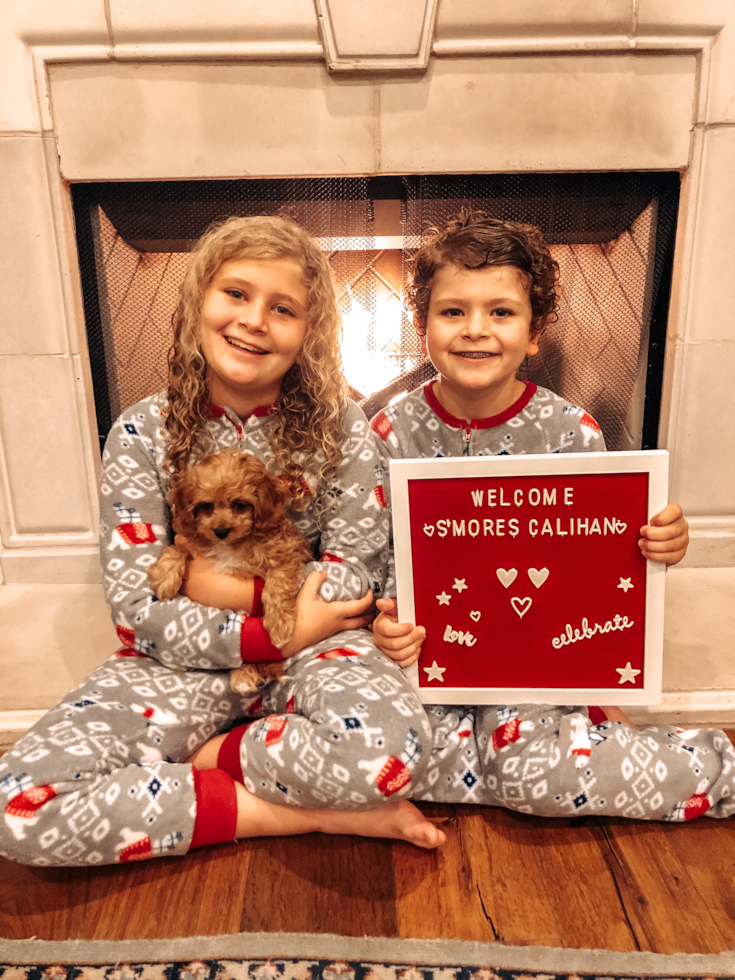 Happy Cavapoo Pup in Phoenix AZ