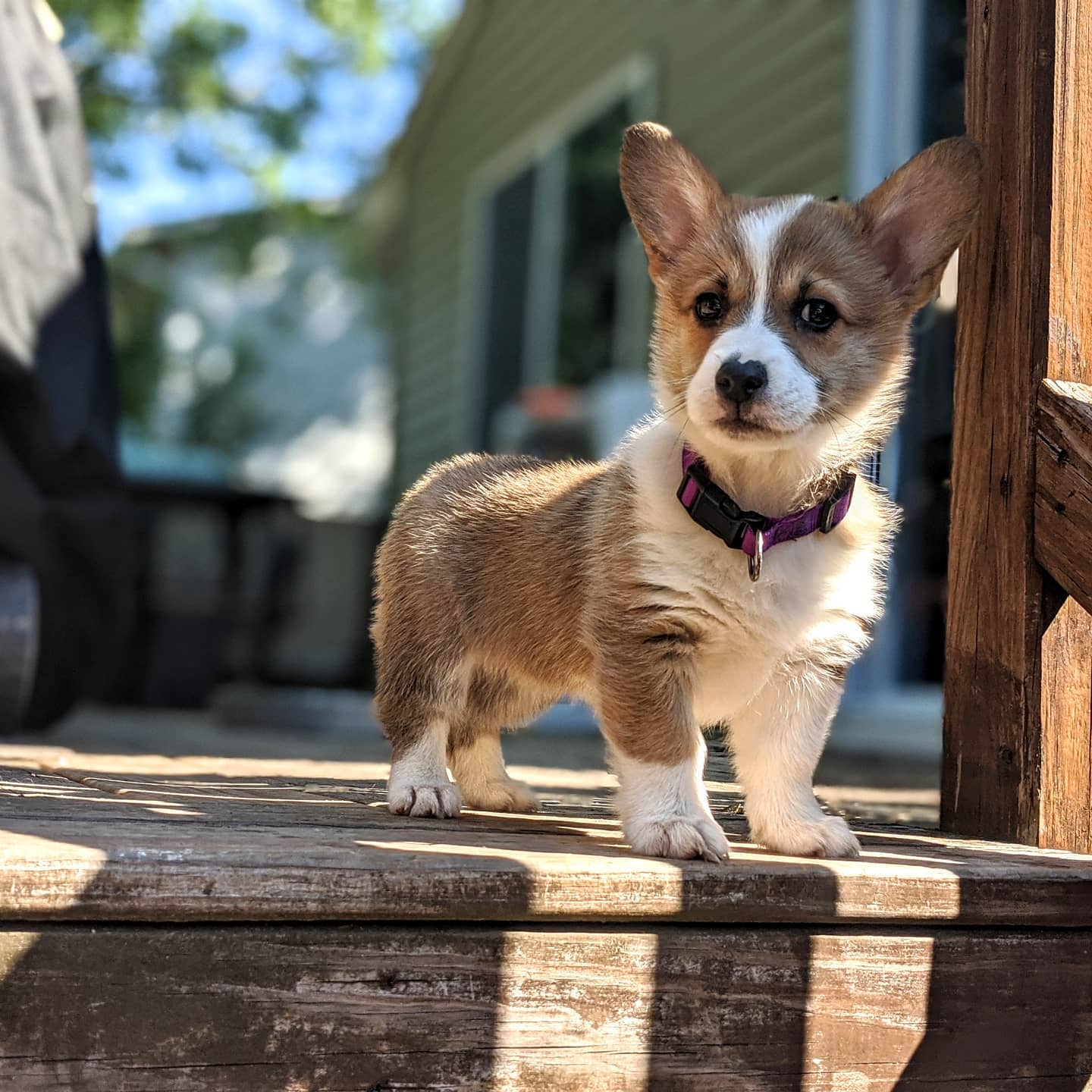Pembroke Welsh Corgi Pup Being Cute