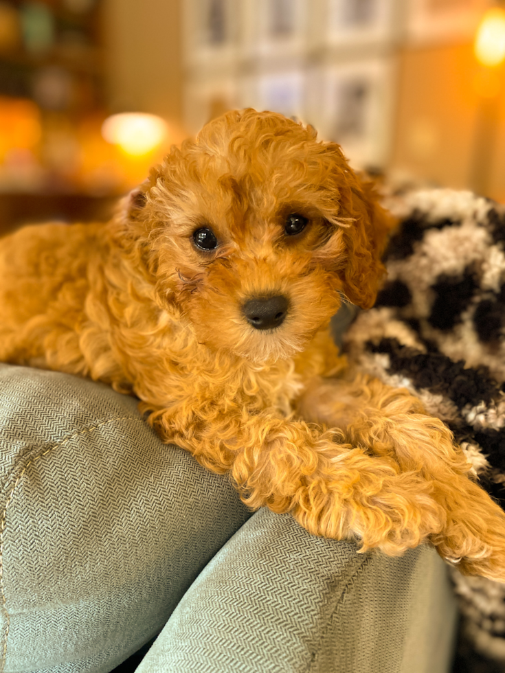 Energetic Cavoodle Poodle Mix Pup