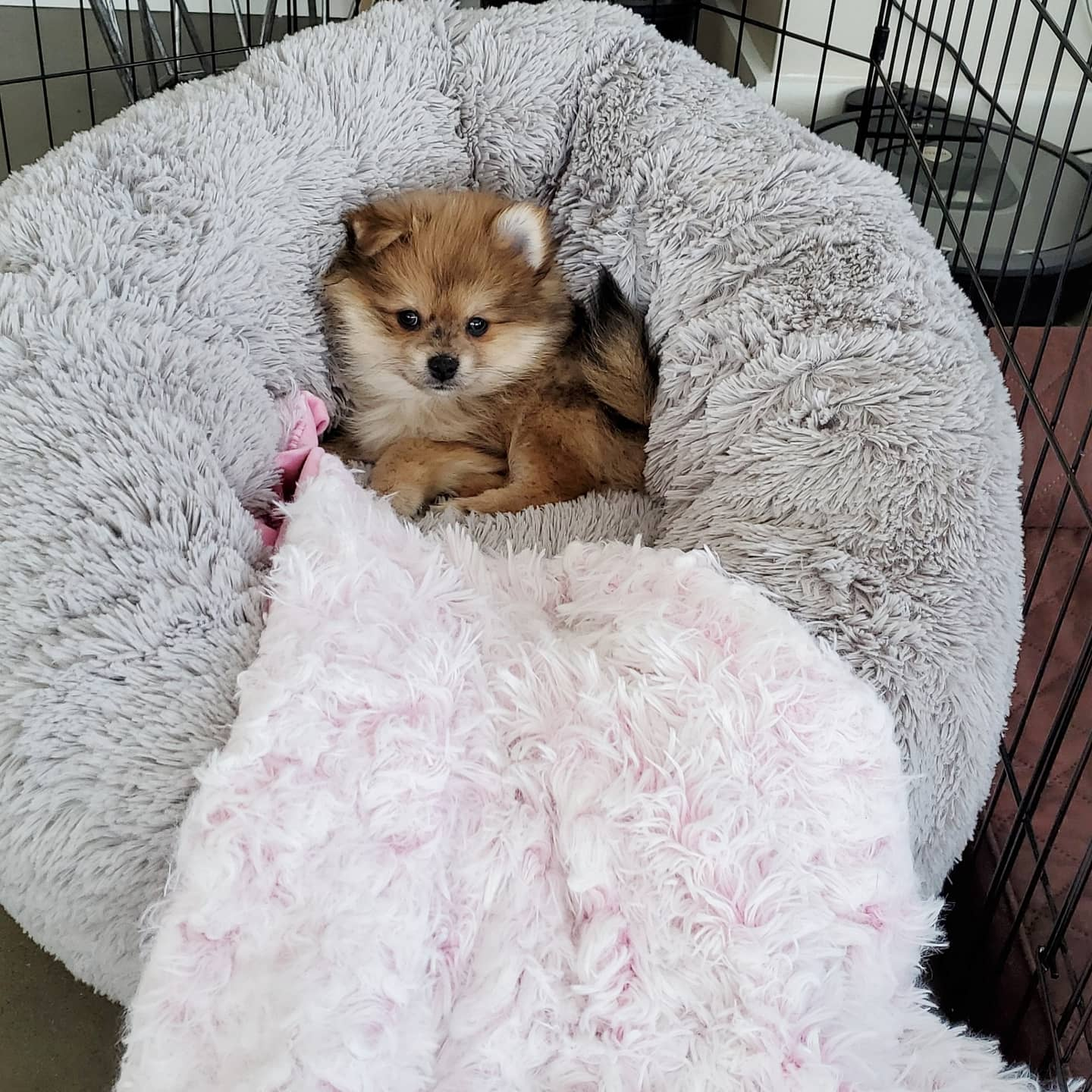 Cute Pomeranian Purebred Puppy