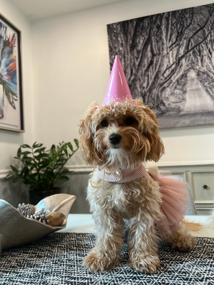 Friendly Maltipoo Pup in