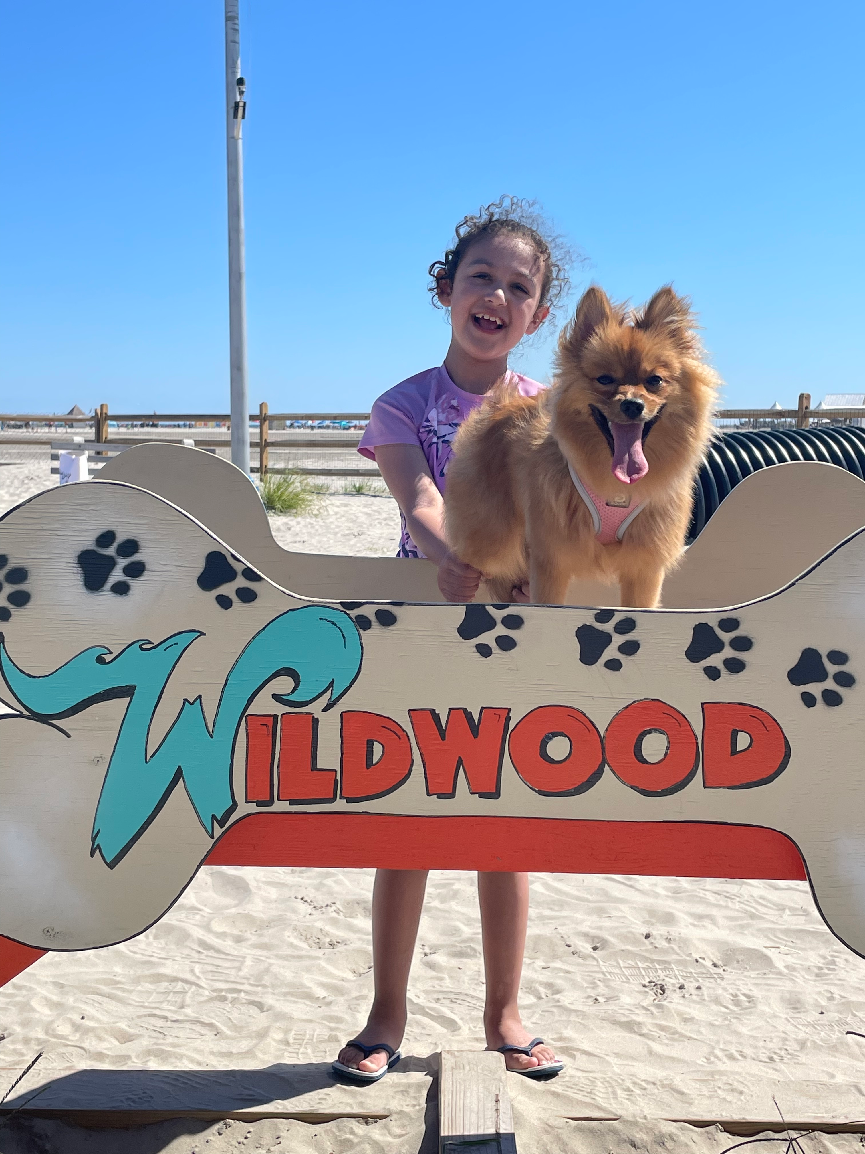 Pomeranian Puppy for Adoption