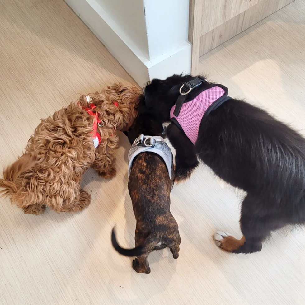 Friendly Cavapoo Pup