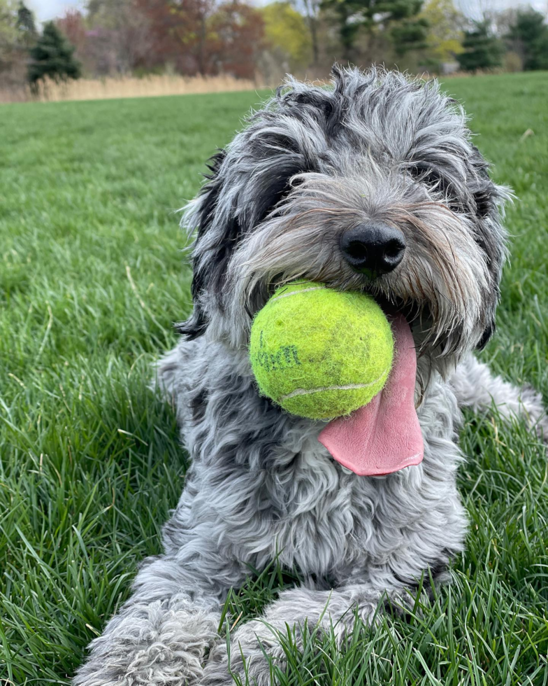 Playful Aussiepoo Poodle Mix Pup
