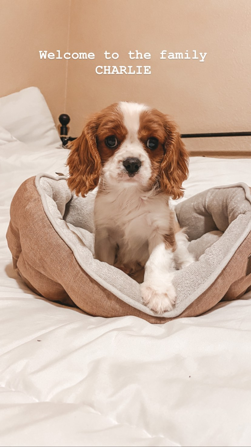 Little Cavalier King Charles Spaniel Baby