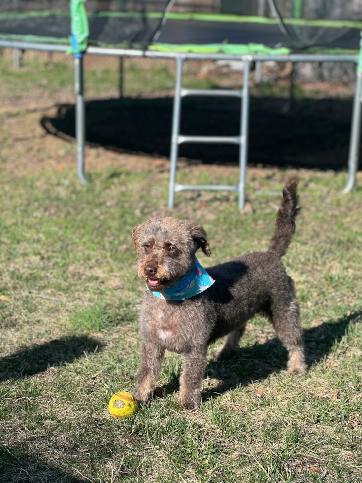 Mini Labradoodle Being Cute