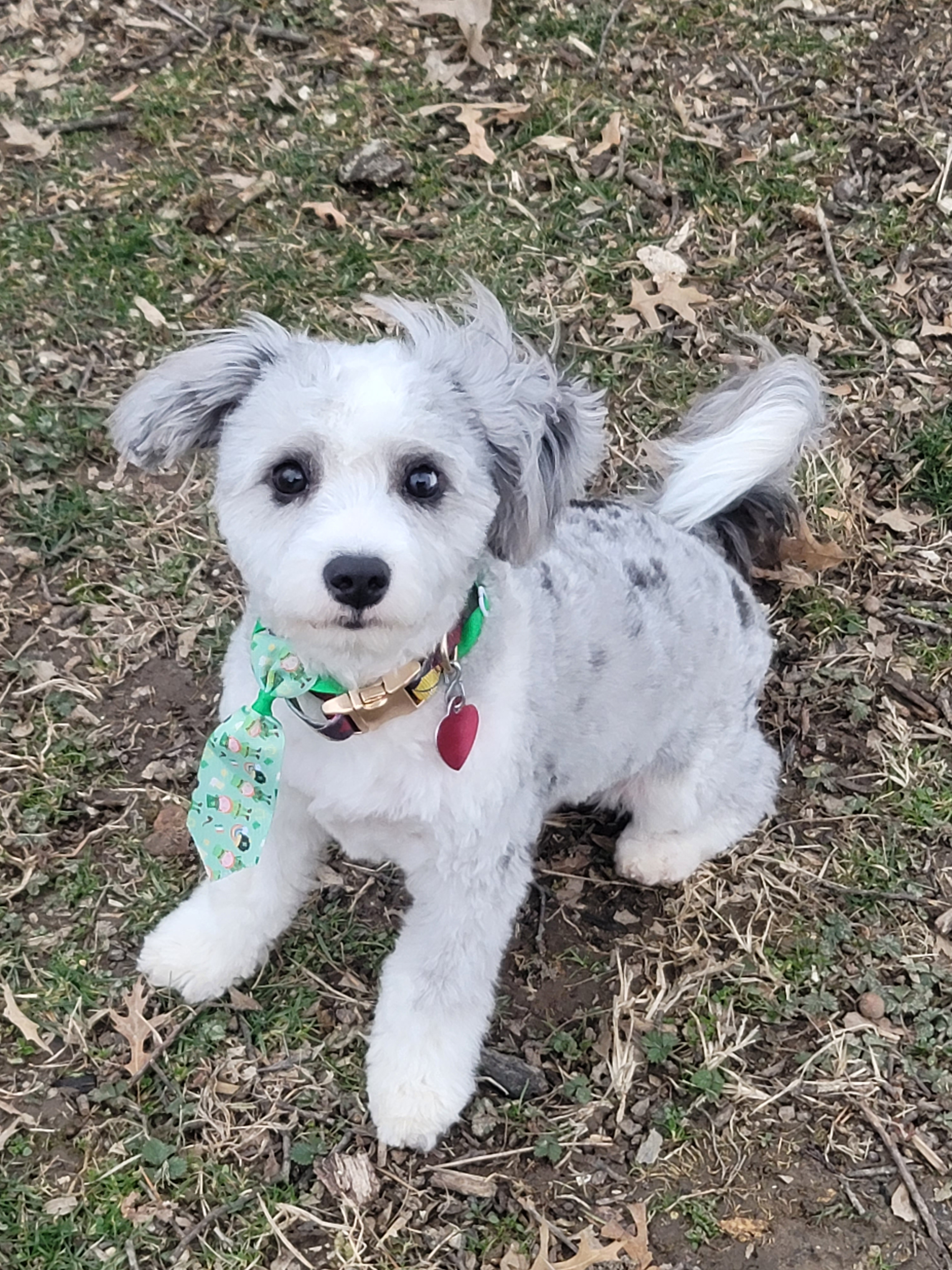 Little Australian Designer Puppy