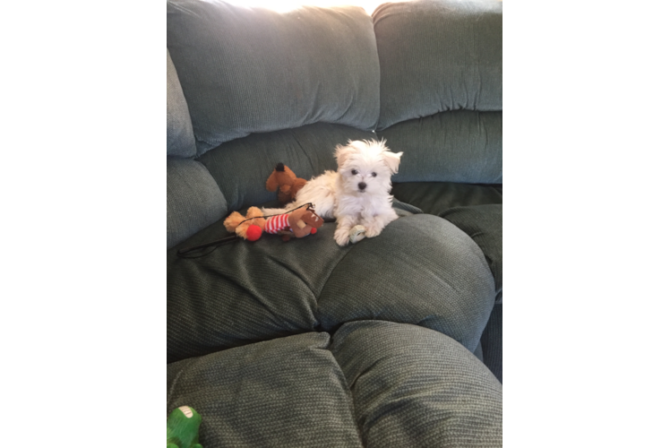 Maltese Puppy for Adoption