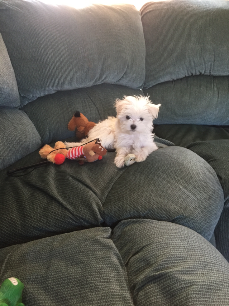 Shady Spring Maltese Pup