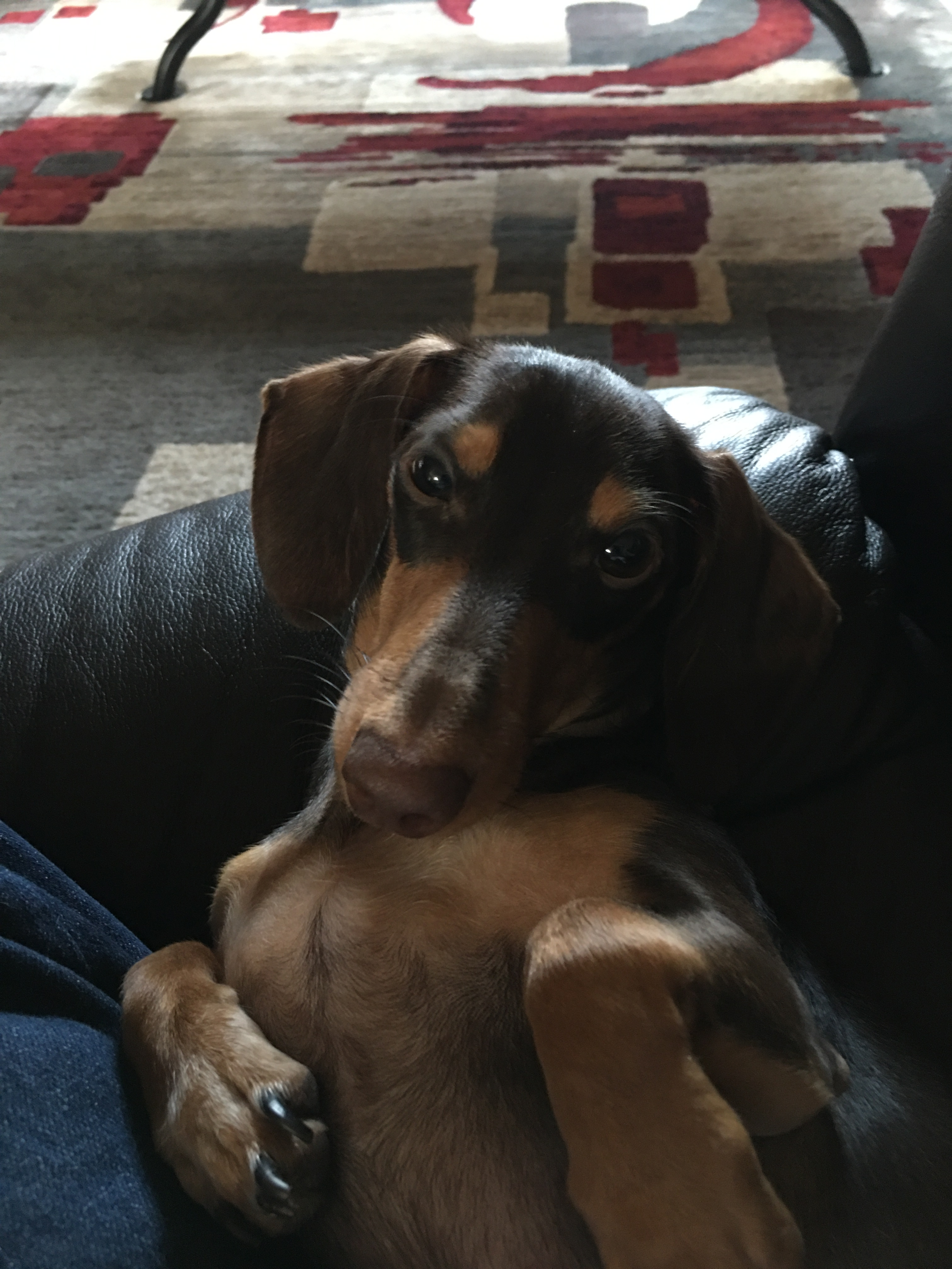 Best Dachshund Baby