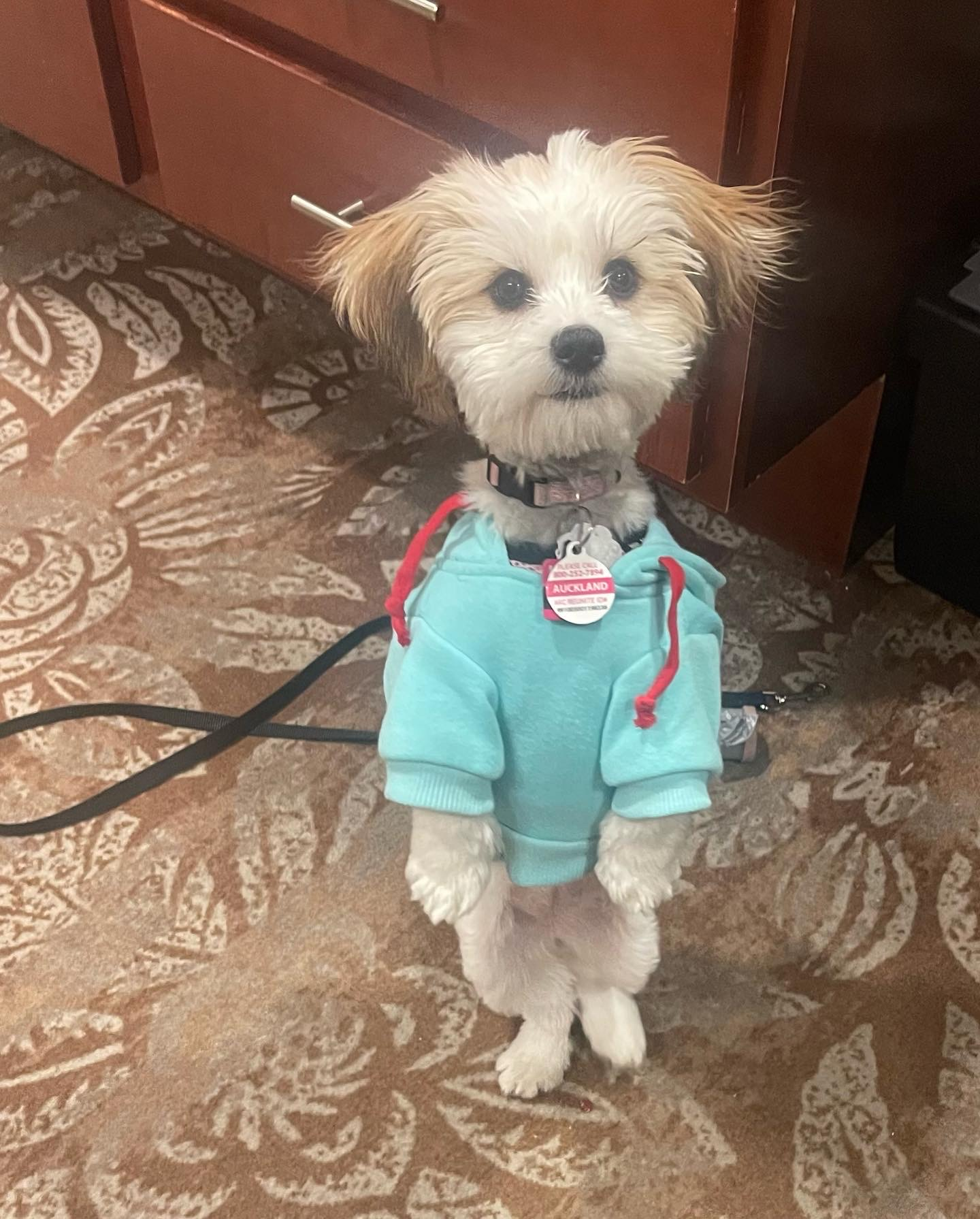 Sweet Teddy Bear Baby