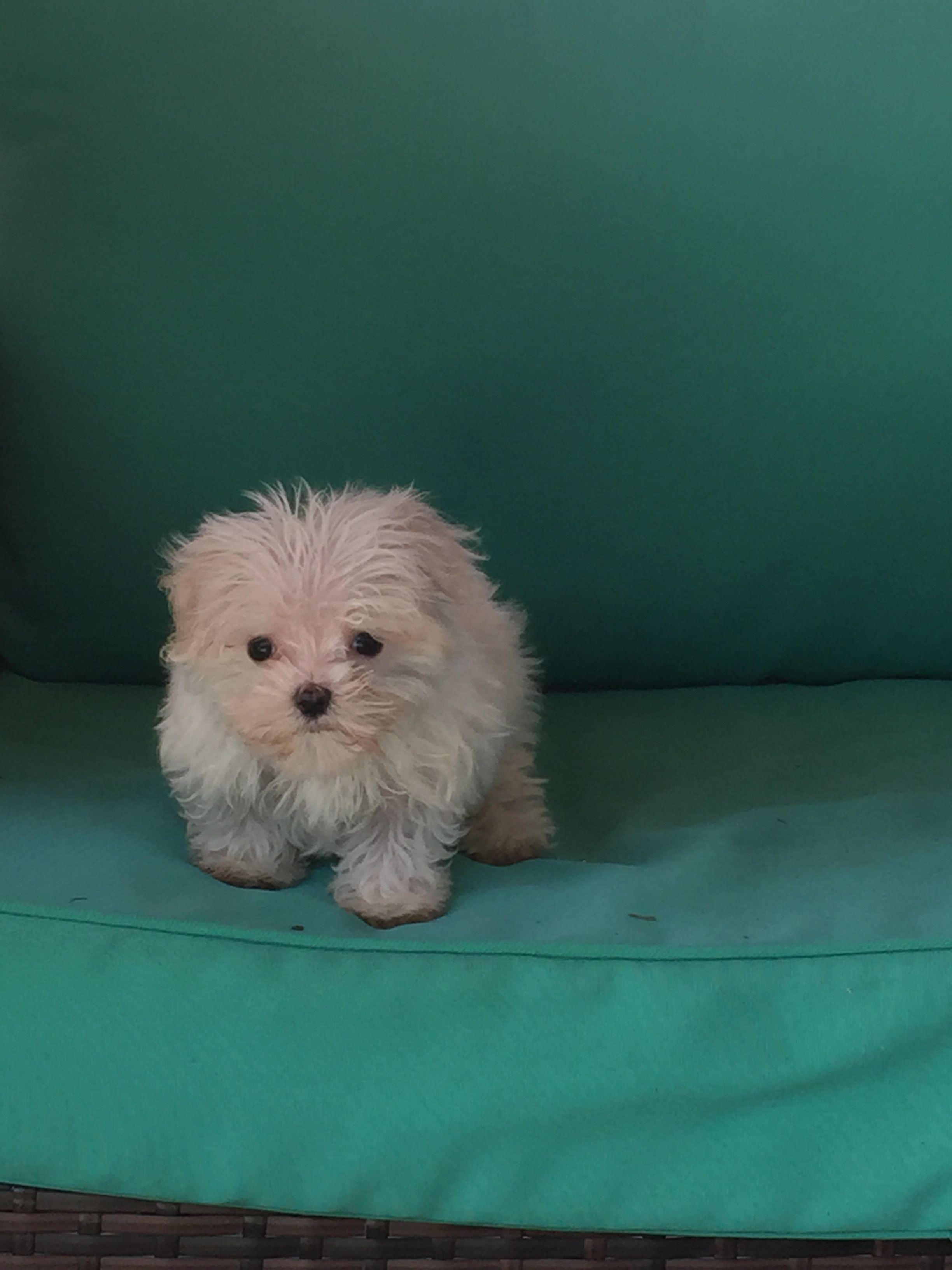 Maltese Pup Being Cute