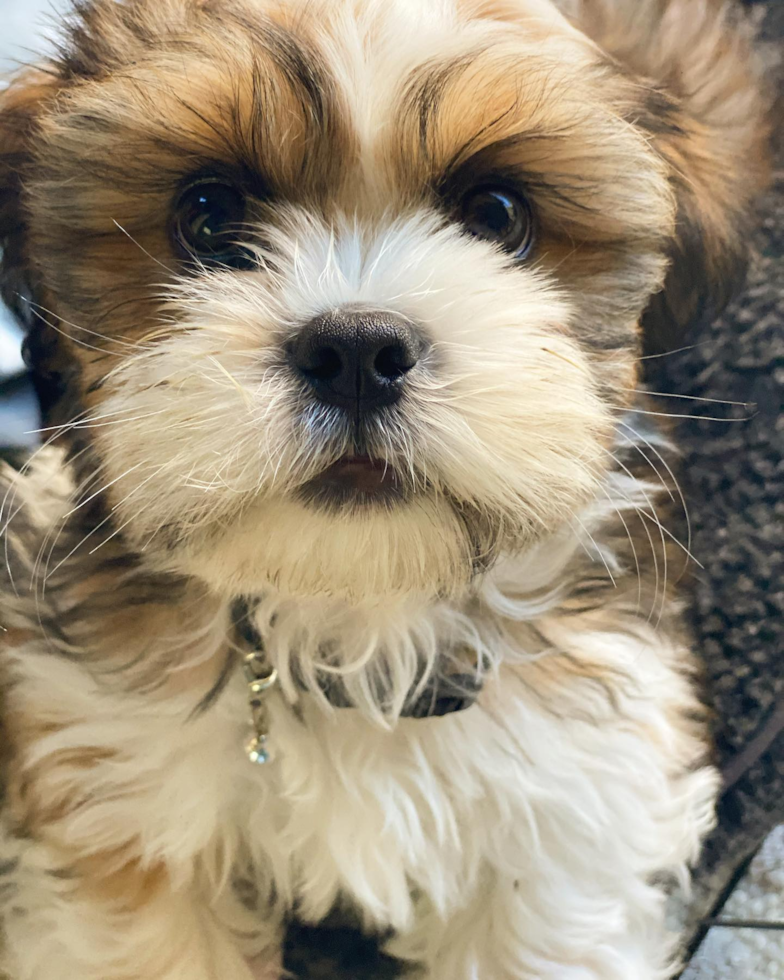 Smart Shih Tzu Pup in Lake Forest CA