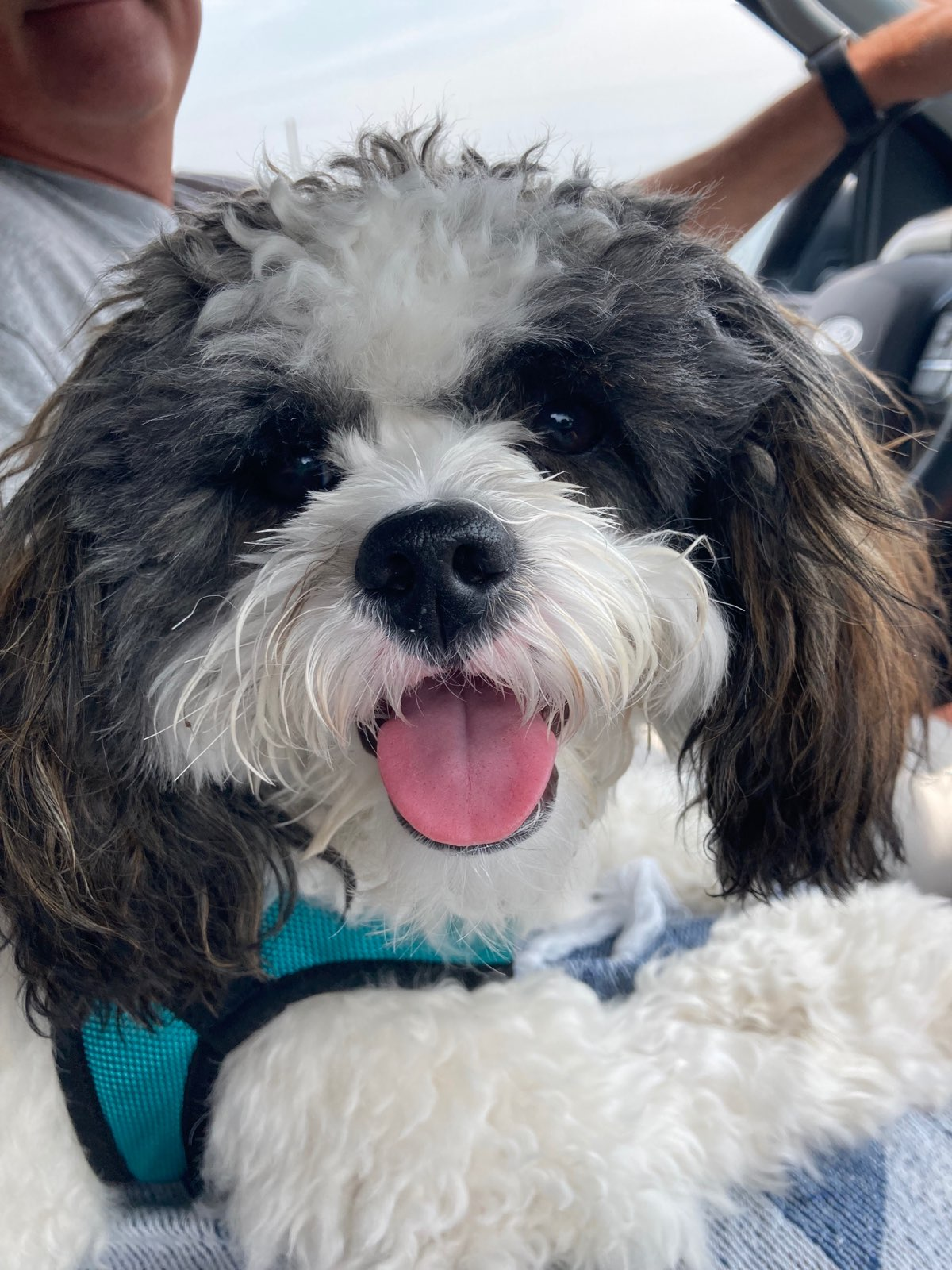 Energetic Shihpoo Poodle Mix Puppy